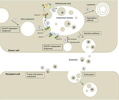 CNS-Derived Blood Exosomes as a Promising Source of Biomarkers: Opportunities and Challenges